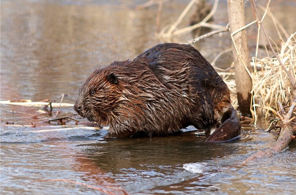 Black Hills beaver trapping moratorium advances as population tumbles
