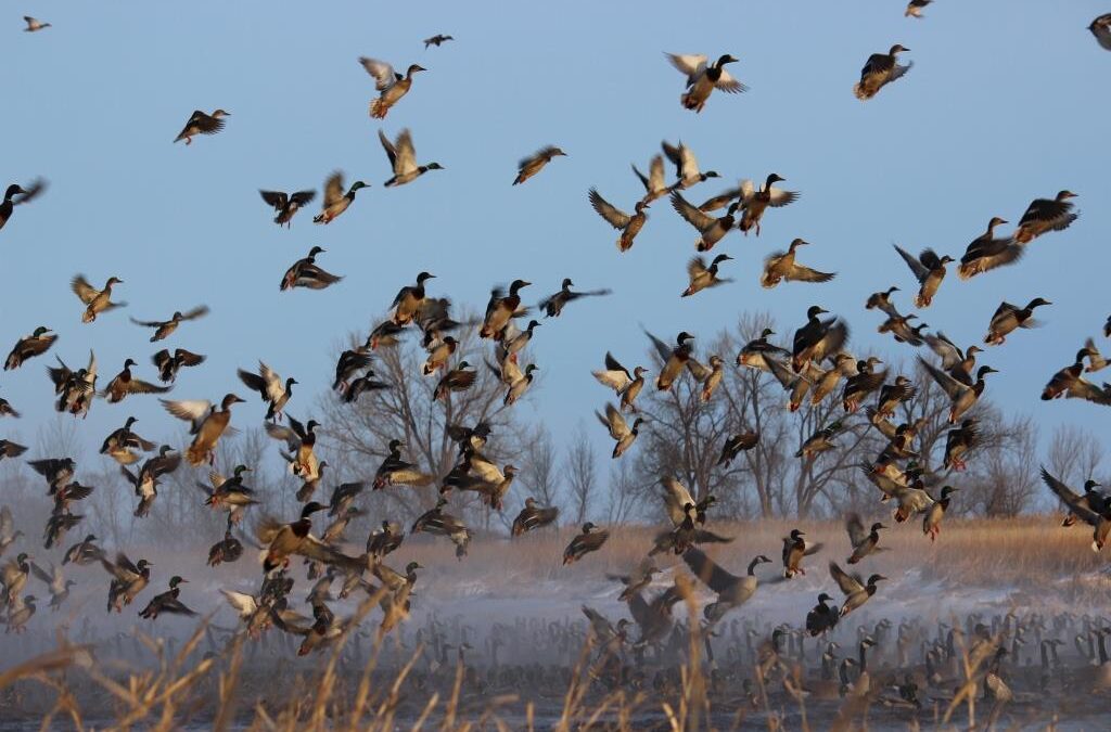 Lawmakers again deny more licenses for out-of-state waterfowl hunters