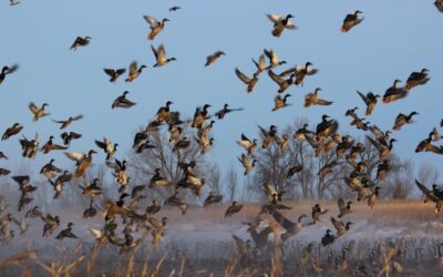 Lawmakers again deny more licenses for out-of-state waterfowl hunters