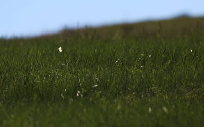 South Dakota ranks fourth in 2024 grassland conservation enrollments