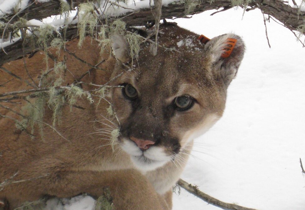 State commission scraps plan to reduce mountain lion numbers after public pushback