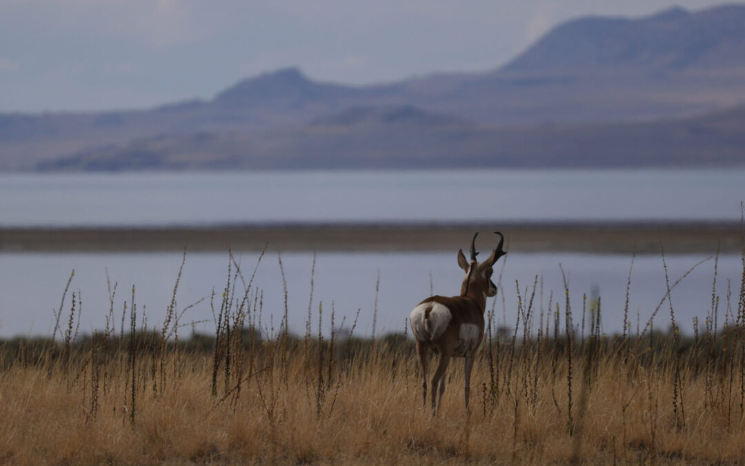 State caps non-resident archery licenses on public land