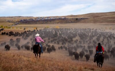 Custer State Park bison auction brings in nearly $900,000