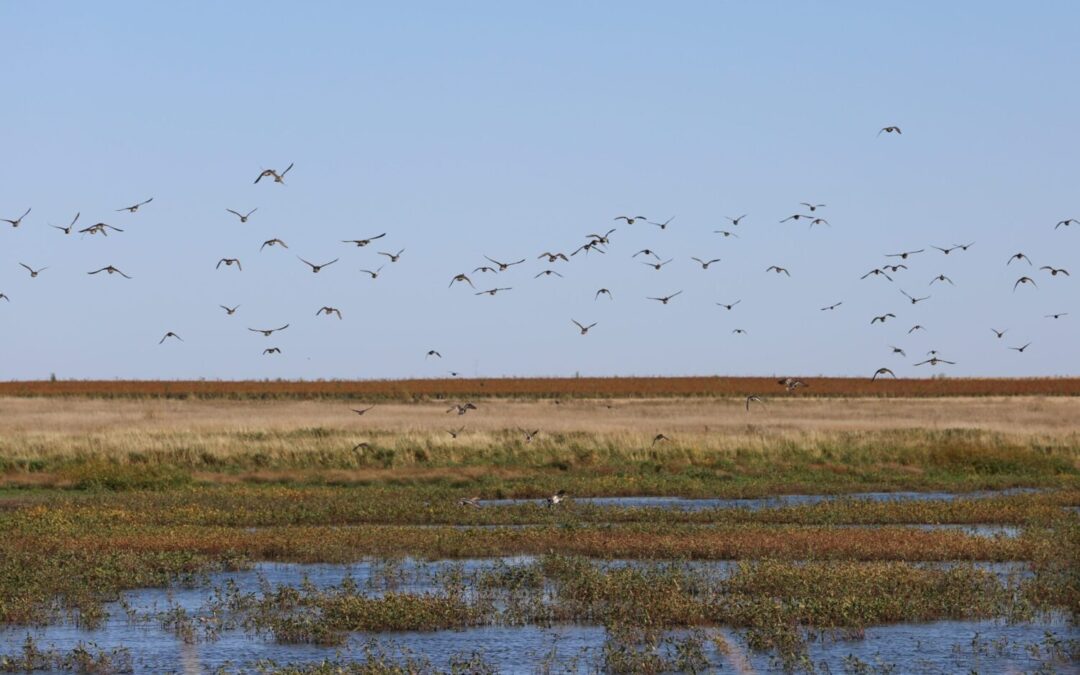 ‘Wild places are worth fighting for’: Concern grows for receding South Dakota wetlands