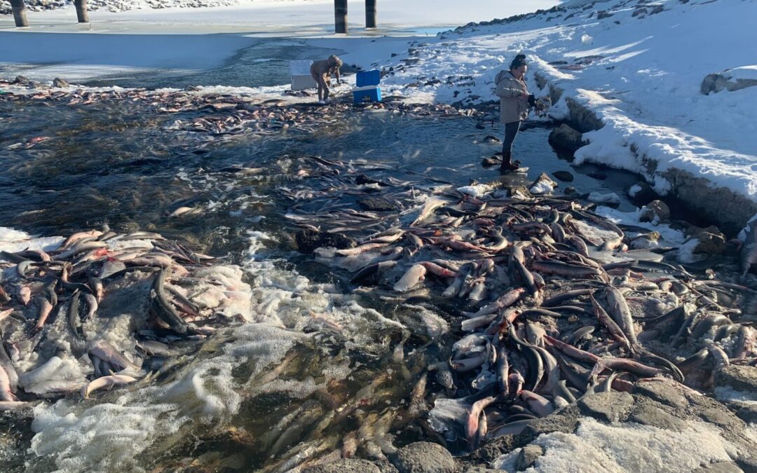 Officials: Cause of Huron dam fish die-off unclear