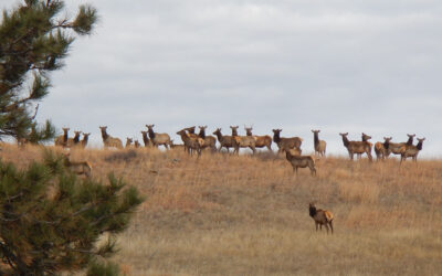 Lawmakers wade into landowner-hunter relations with plan for special elk licenses