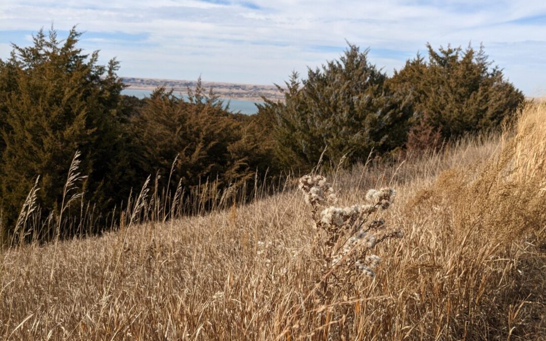 Drivers could get opportunity to support wildlife habitat with license plates