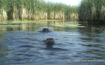 From threatened to managed population: Fourth river otter trapping season concludes