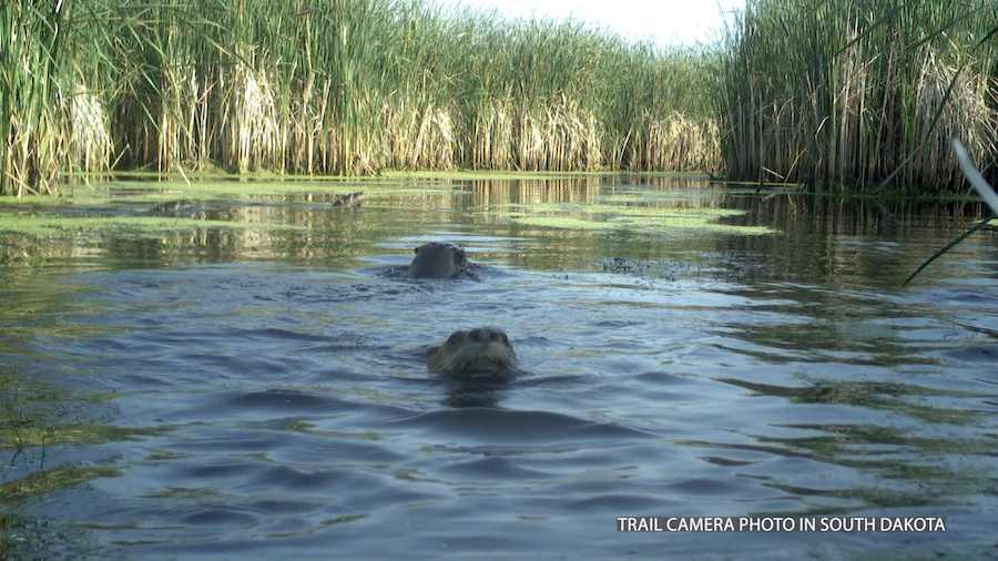 From threatened to managed population: Fourth river otter trapping season concludes