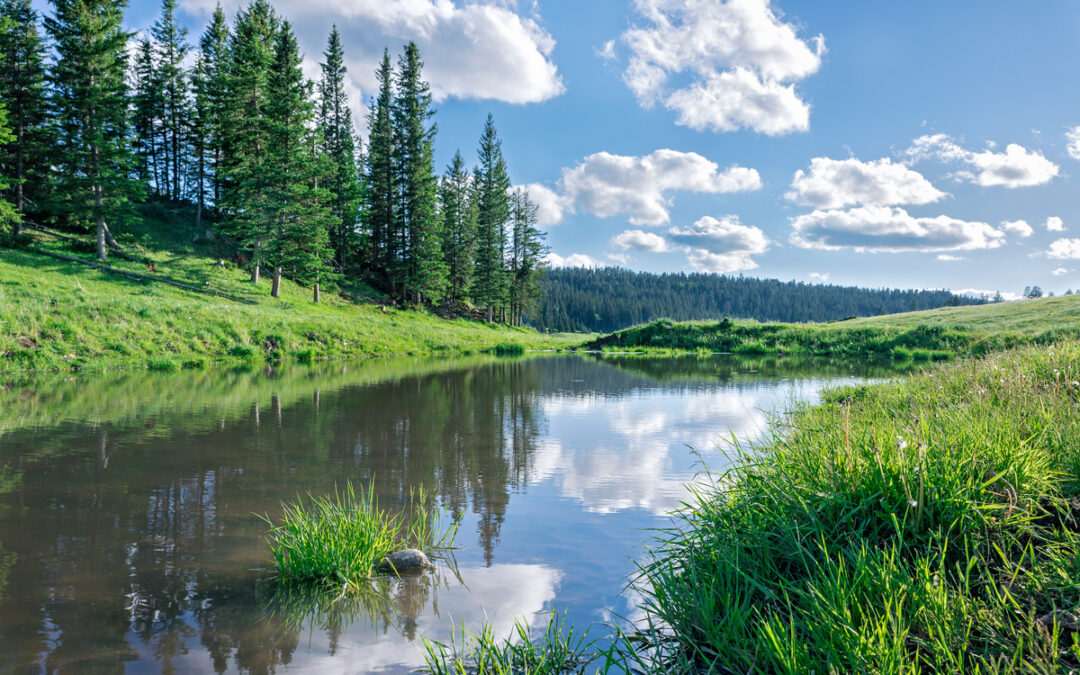 Black Hills National Forest adds 239 acres through deal with elk group and landowners