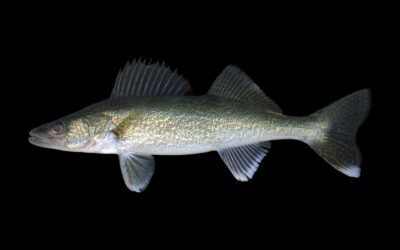 Mercury pollution lands two more South Dakota lakes on fish consumption advisory list