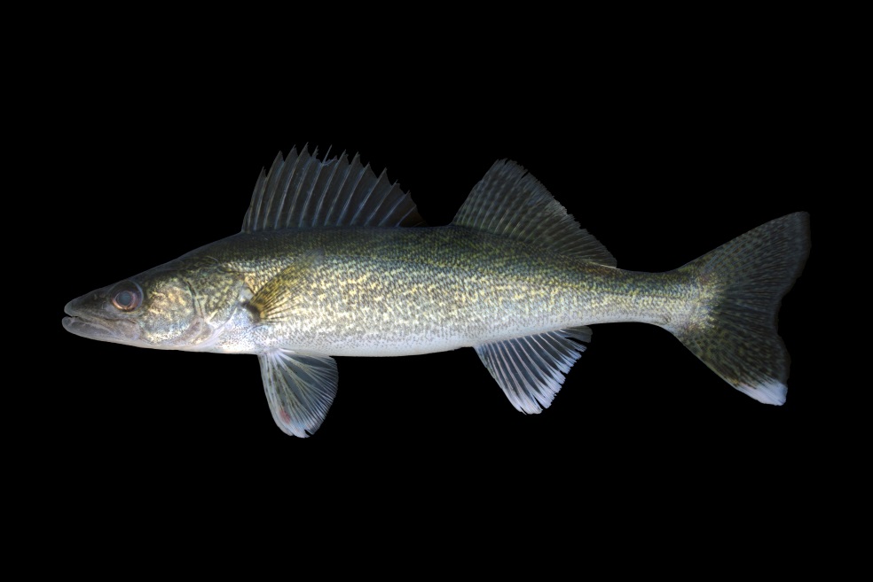 Mercury pollution lands two more South Dakota lakes on fish consumption advisory list