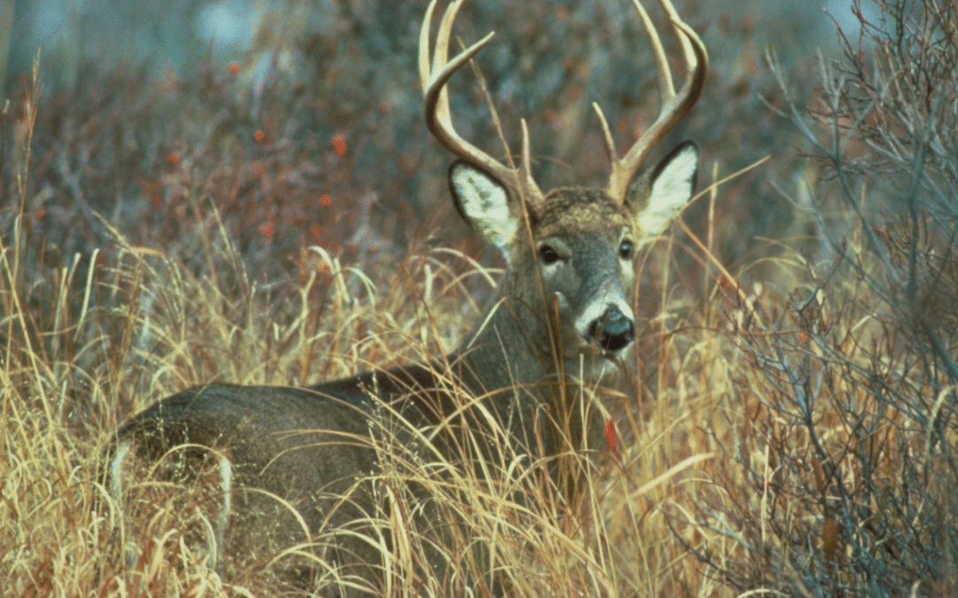 Is it hunting? ‘Wild’ game increasingly raised in captivity for profit