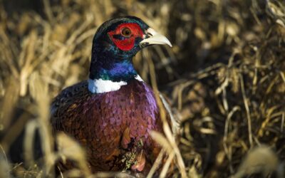 Commission dismisses calls to reinstate annual pheasant count