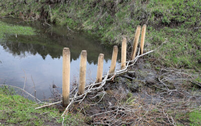 Leave it to beavers to help restore streams in the Black Hills