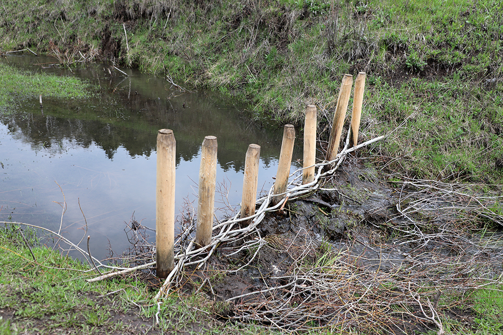 Leave it to beavers to help restore streams in the Black Hills