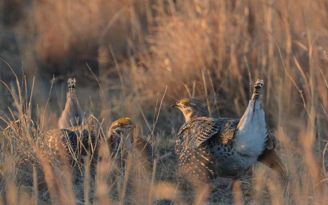 At least $134 million in federal money for conservation across South Dakota still in limbo