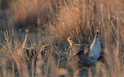 At least $134 million in federal money for conservation across South Dakota still in limbo