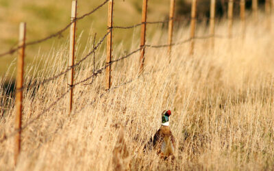 South Dakota needs a farm bill that protects producers, wetlands and pheasants
