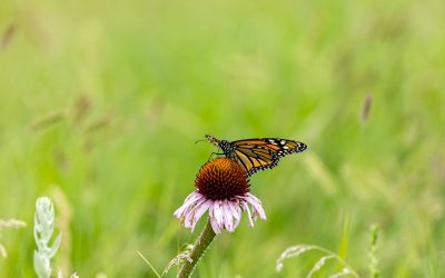 Garden for Wildlife by the National Wildlife Federation – Shop Plants to Save Wildlife