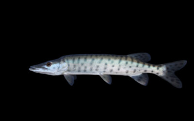 South Dakota wildlife officials try to let anglers keep large muskies, but anglers say no thanks